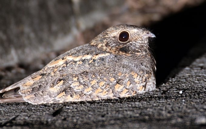 老鷹 與 夜鷹 比較 老鷹 與 夜鷹 比較