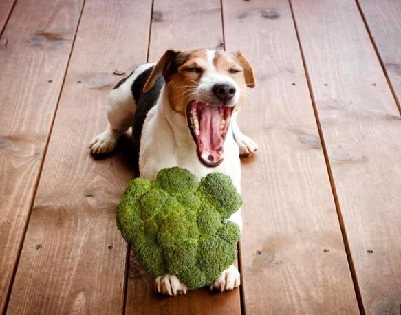 狗吃蔬菜注意事項