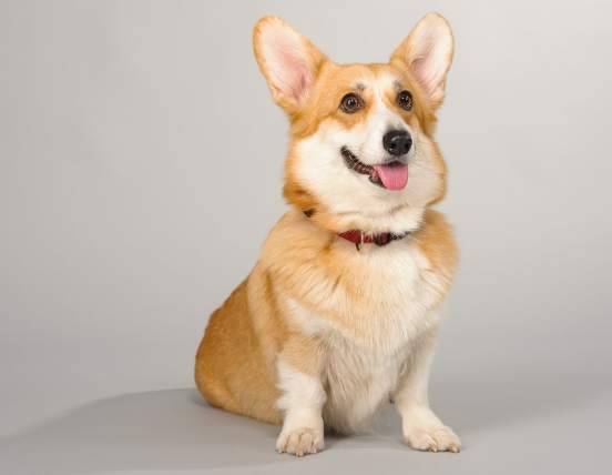 狗品種智商排名