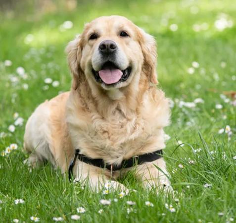 狗狗呼吸急促處理