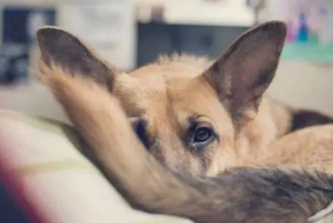 狗狗壓力症狀 狗狗壓力症狀