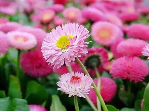 紅色雛菊象徵 紅色雛菊象徵