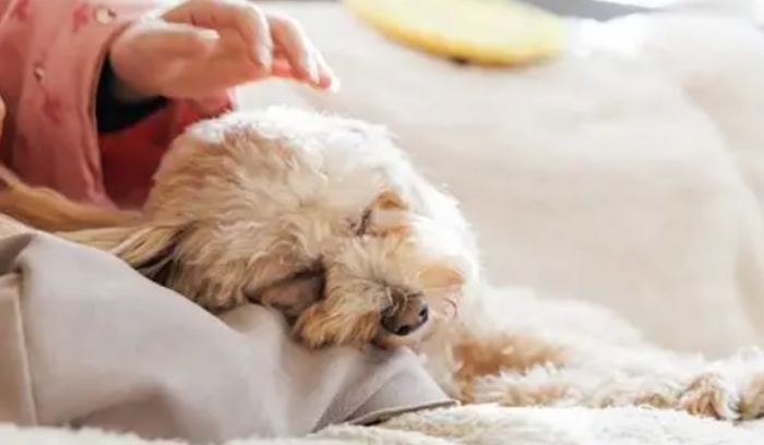 狗狗尿毒症初期症狀