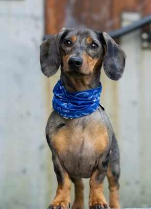 臫腸狗健康照護 臫腸狗健康照護