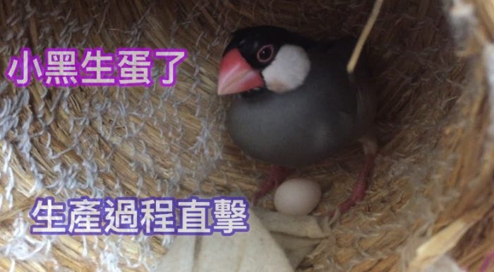 文鳥產卵徵兆 文鳥產卵徵兆