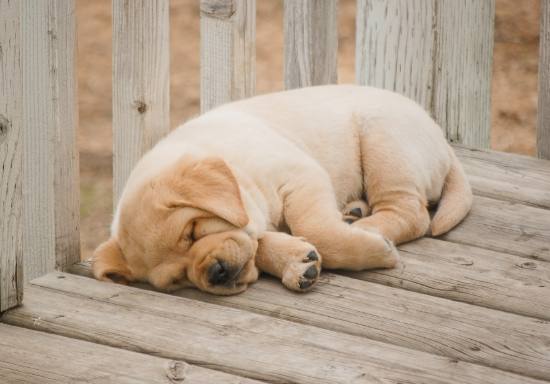 寵物行為異常 寵物行為異常