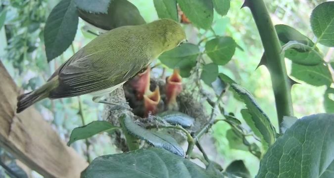 綠繡眼幼鳥飼養 綠繡眼幼鳥飼養