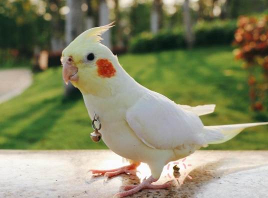 鸚鵡飼養方法 鸚鵡飼養方法
