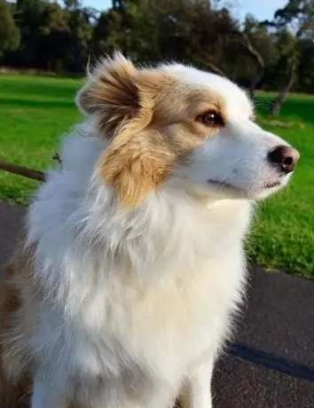 邊牧智商幾歲？完整解析邊境牧羊犬智力年齡與訓練秘訣