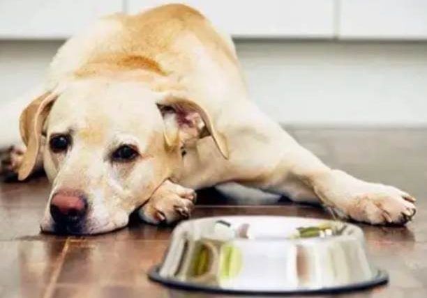 狗狗突然食慾不振