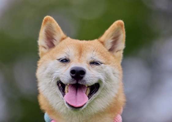 柴犬訓練 柴犬訓練