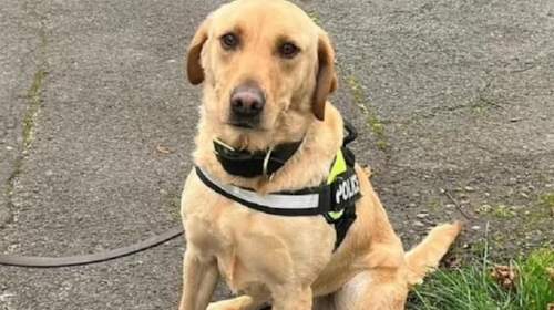 拉布拉多犬問題 拉布拉多犬問題