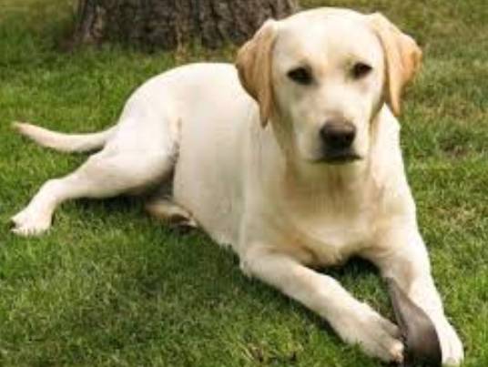 寵物呼吸道問題