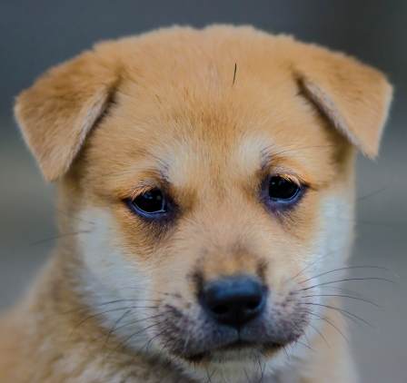 狗狗心臟病治療 狗狗心臟病治療