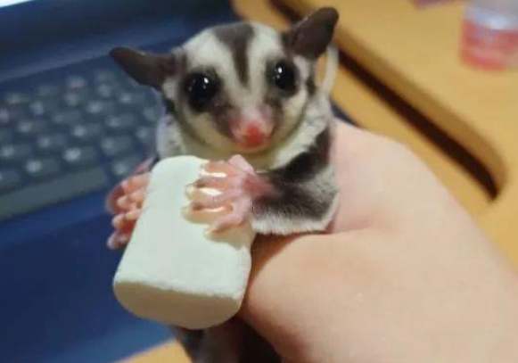 蜜袋鼯健康食譜 蜜袋鼯健康食譜