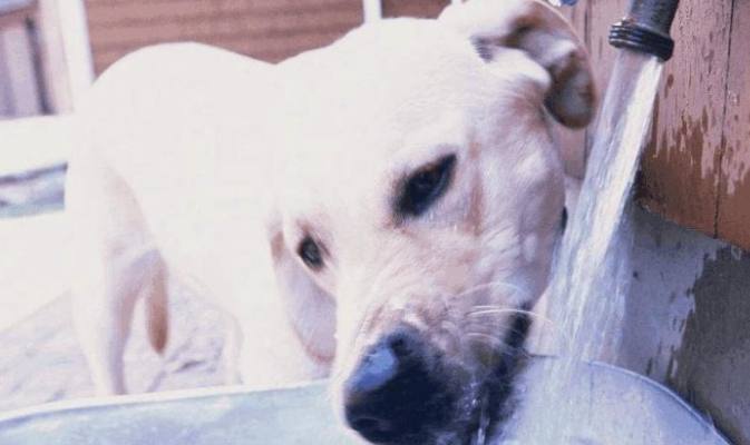 狗狗拉肚子 狗狗拉肚子