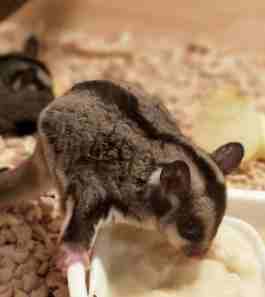 蜜袋鼯臭不臭 蜜袋鼯臭不臭