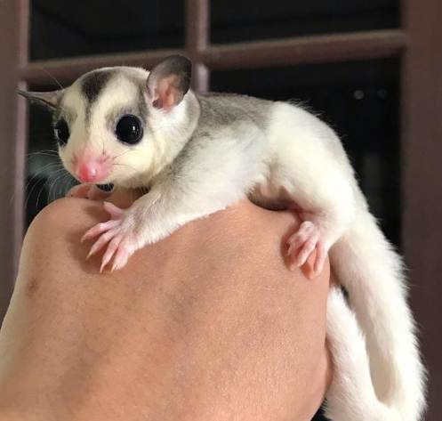 蜜袋鼯尾巴捲起來全解析：原因、健康警訊與照顧技巧