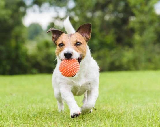 狗狗呼吸急促原因 狗狗呼吸急促原因