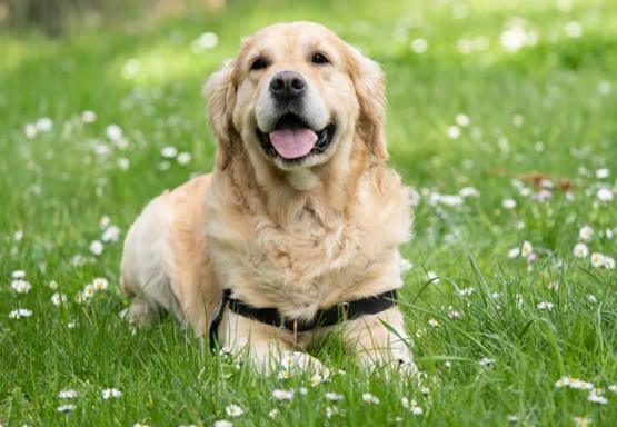 狗狗心臟病第三期 狗狗心臟病第三期