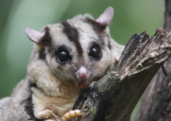 蜜袋鼯一天吃多少