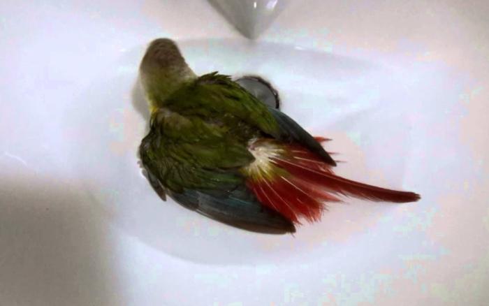 寵物鳥清潔 寵物鳥清潔