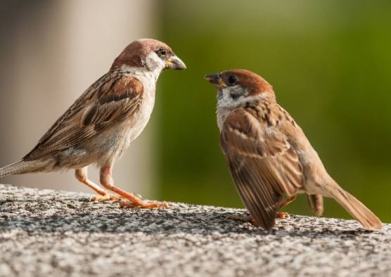 麻雀壽命影響因素 麻雀壽命影響因素