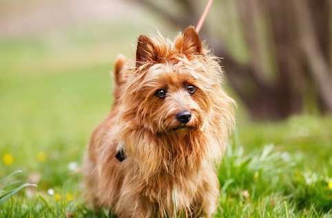 梗犬品種 梗犬品種