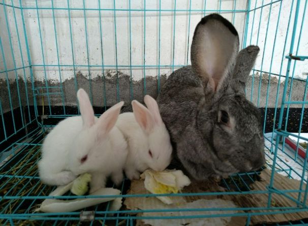 兔子與其他寵物相處