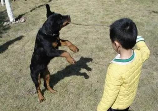 狗狗行為問題 狗狗行為問題