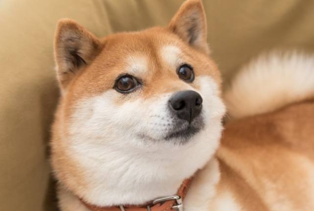 柴犬餵食量 柴犬餵食量