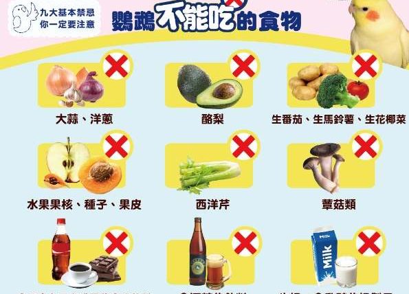 鸚鵡可以吃奇異果嗎