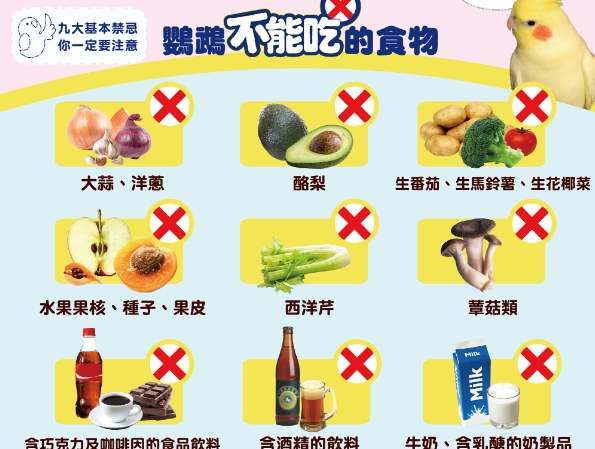 鸚鵡可以吃奇異果嗎？完整指南與安全餵食秘訣