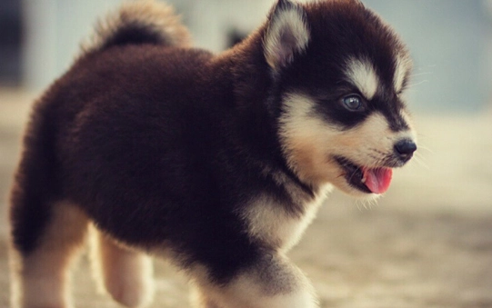 狗狗牙周病流血