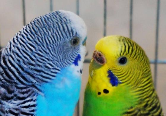 鳥類發情方法 鳥類發情方法