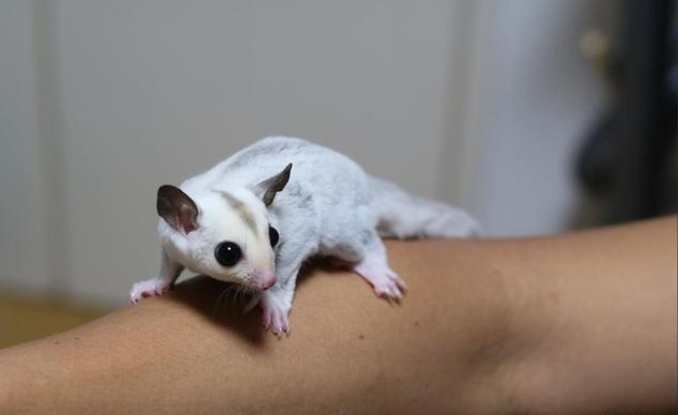 蜜袋鼯叫聲類型 蜜袋鼯叫聲類型