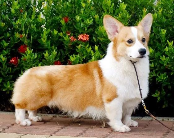 柯基犬價格 柯基犬價格