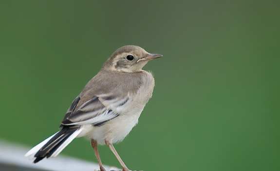 幼鳥救援方法 幼鳥救援方法