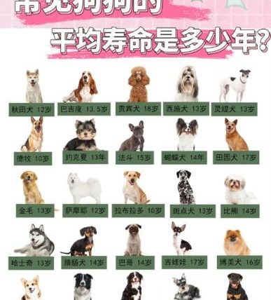混種狗壽命