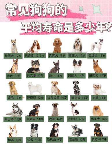 混種狗平均壽命 混種狗平均壽命