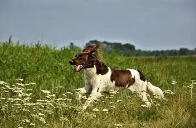 狗雞心是什麼？營養價值、選購指南與常見問題全解析