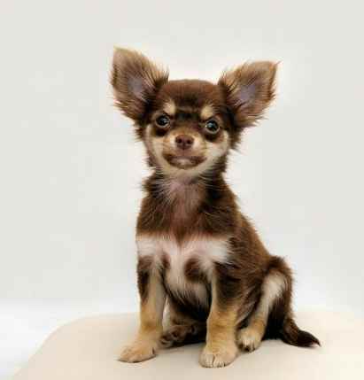 吉娃娃行為問題