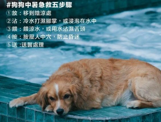 狗狗熱衰竭症狀