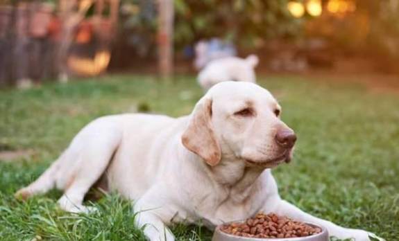 狗狗冬天不吃飯 狗狗冬天不吃飯