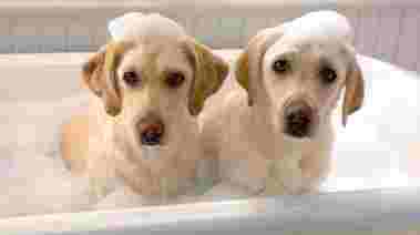 狗狗洗澡恐懼 狗狗洗澡恐懼