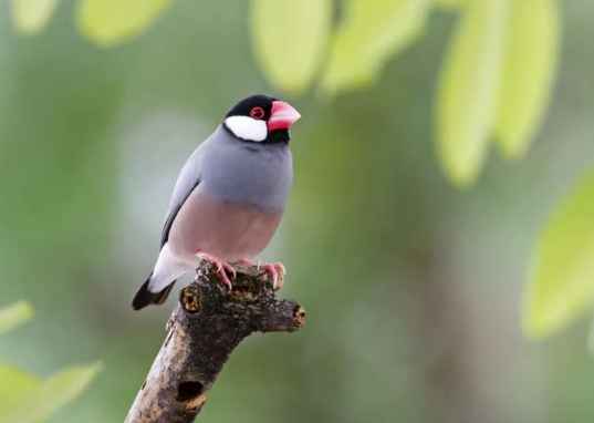 文鳥價格 文鳥價格