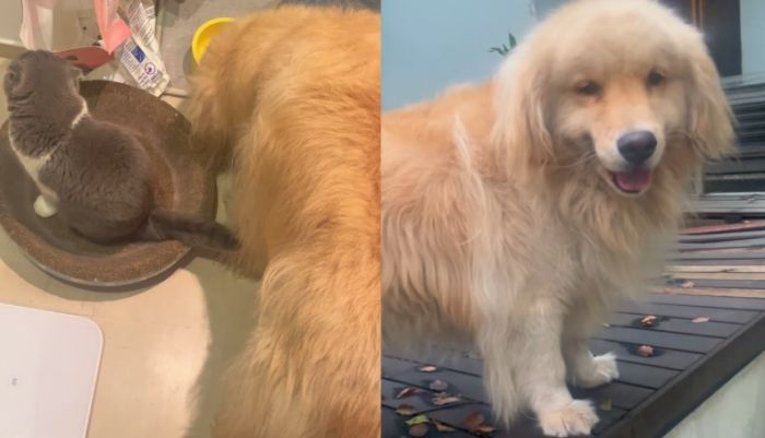 狗狗吃多少飼料