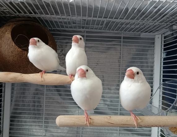 文鳥品種 文鳥品種