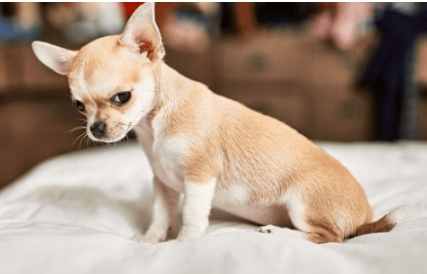 聰明小型犬品種