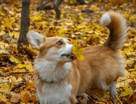 柯基護理 柯基護理